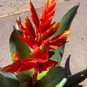 Lándzsarózsa – Aechmea sp. piros virágzata közelről