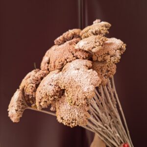 Lazacszínű szárított cickafark Achillea virágzata közelről
