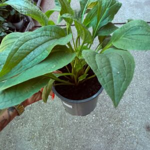 Bíbor kasvirág ‘Magnus’ – Echinacea purpurea ‘Magnus’