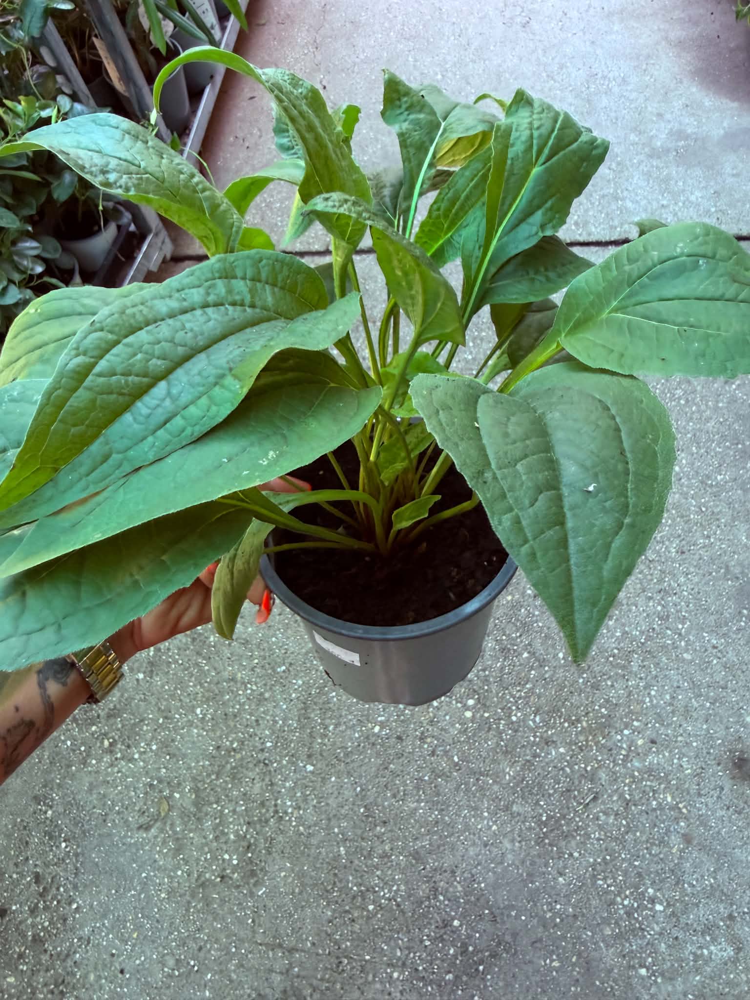 Bíbor kasvirág ‘Magnus’ – Echinacea purpurea ‘Magnus’