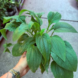 Bíbor kasvirág ‘Magnus’ – Echinacea purpurea ‘Magnus’ fiatal, leveles növény
