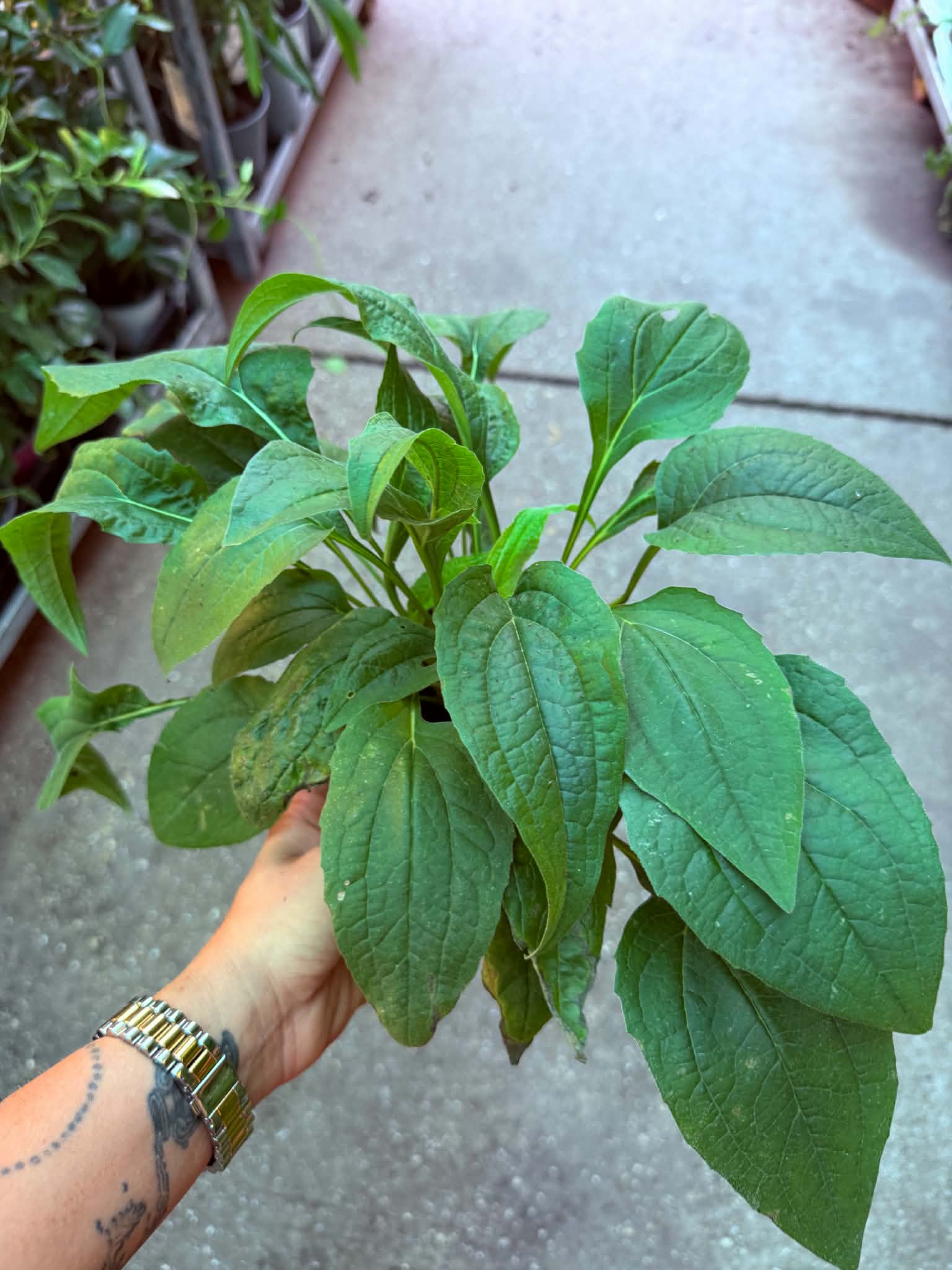 Bíbor kasvirág ‘Magnus’ – Echinacea purpurea ‘Magnus’ fiatal, leveles növény