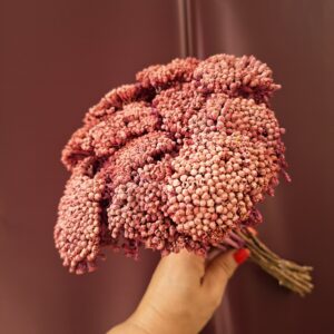 Mályvaszínű szárított cickafark Achillea virágzata közelről