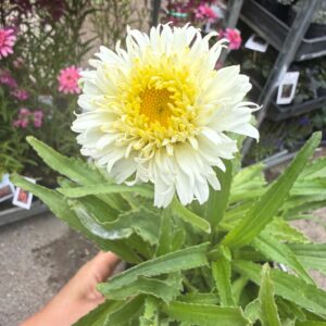Margaréta ‘Macaroon’ – Leucanthemum × superbum ‘Macaroon’ telt fehér-sárga virággal