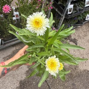 Virágzó ‘Macaroon’ margaréta – Leucanthemum × superbum évelő dísznövény