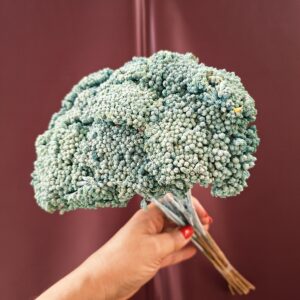 Mentazöld szárított cickafark Achillea virágzata közelről