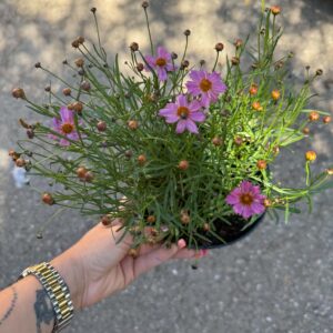 Menyecskeszem – Coreopsis verticillata ‘Pink Lady’ rózsaszín virágokkal