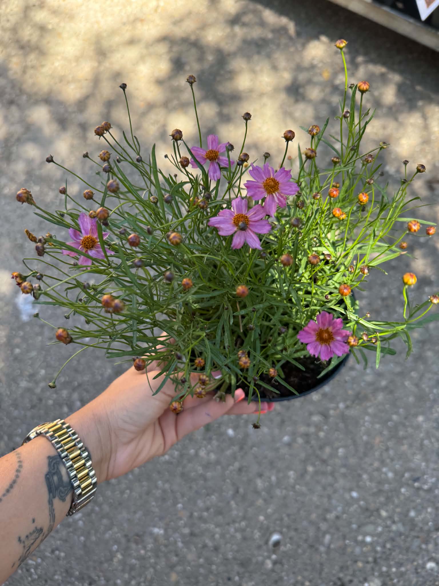 Menyecskeszem – Coreopsis verticillata ‘Pink Lady’ rózsaszín virágokkal