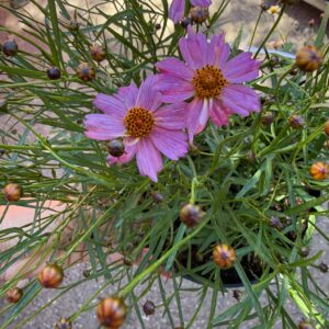 Rózsaszín Menyecskeszem – Coreopsis verticillata ‘Pink Lady’ virágai