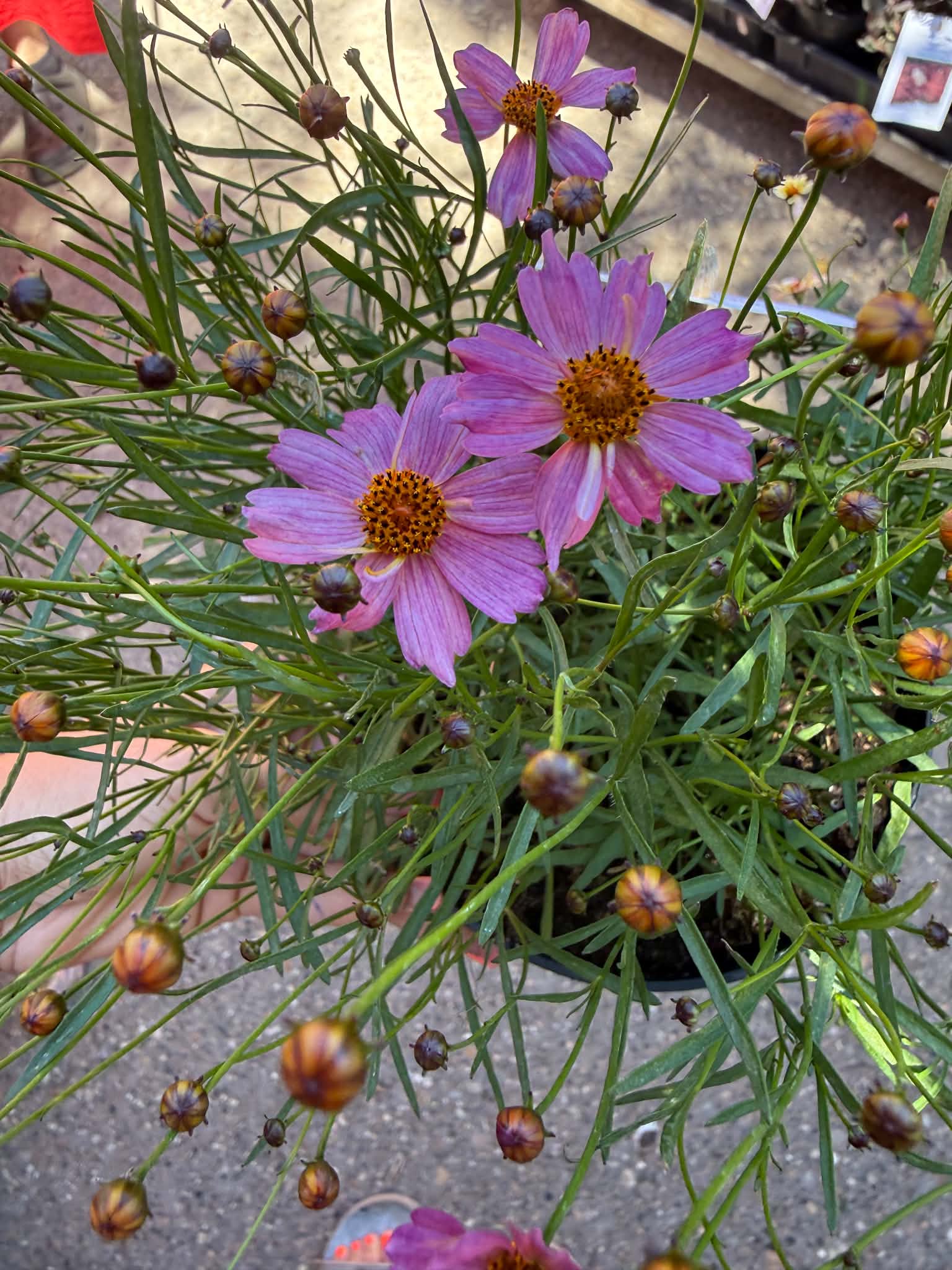 Rózsaszín Menyecskeszem – Coreopsis verticillata ‘Pink Lady’ virágai