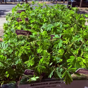 Érzékeny mimóza – Mimosa pudica cserepes növények