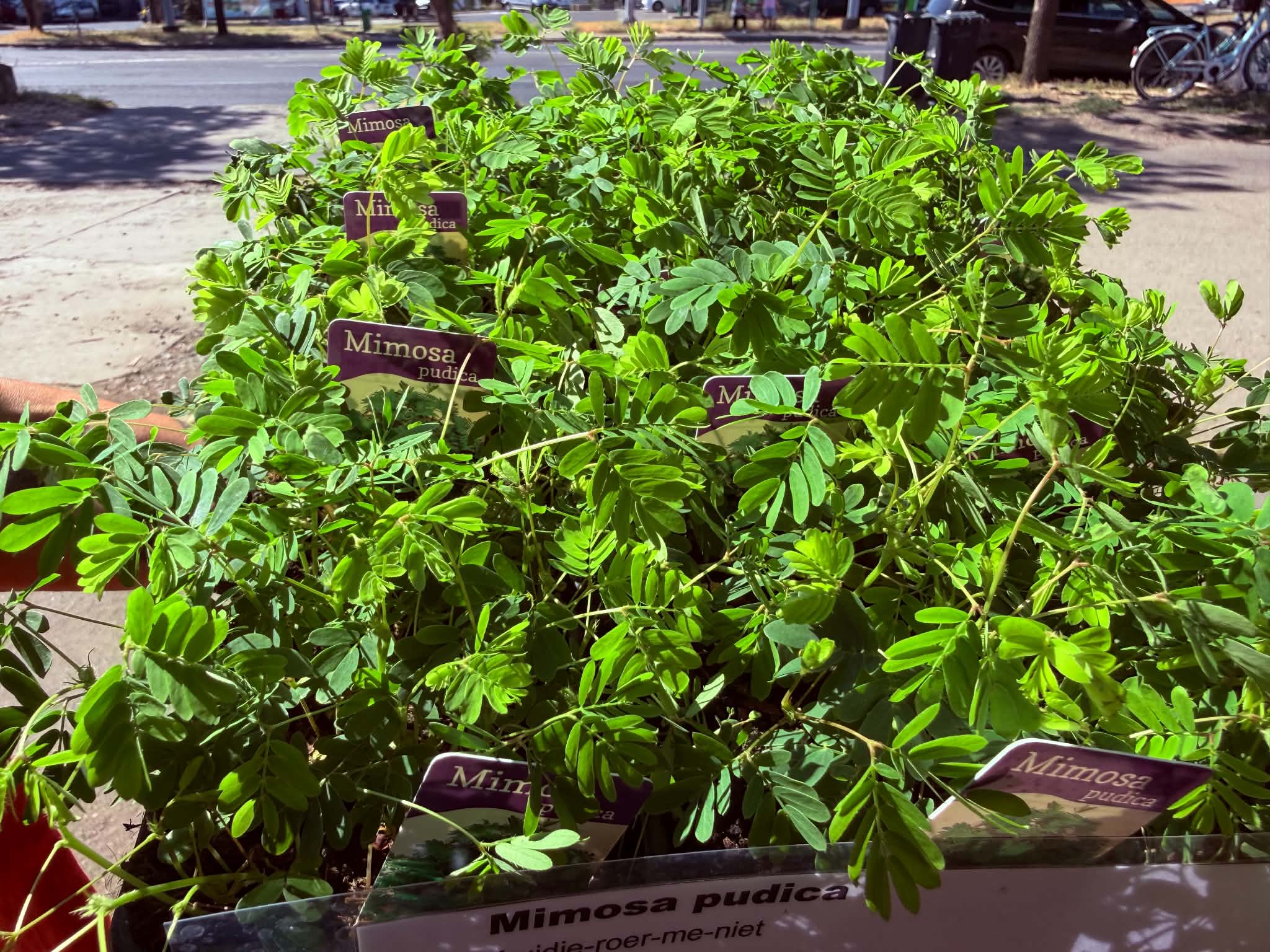 Érzékeny mimóza – Mimosa pudica cserepes növények