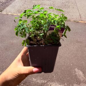 Érzékeny mimóza – Mimosa pudica cserepes növény