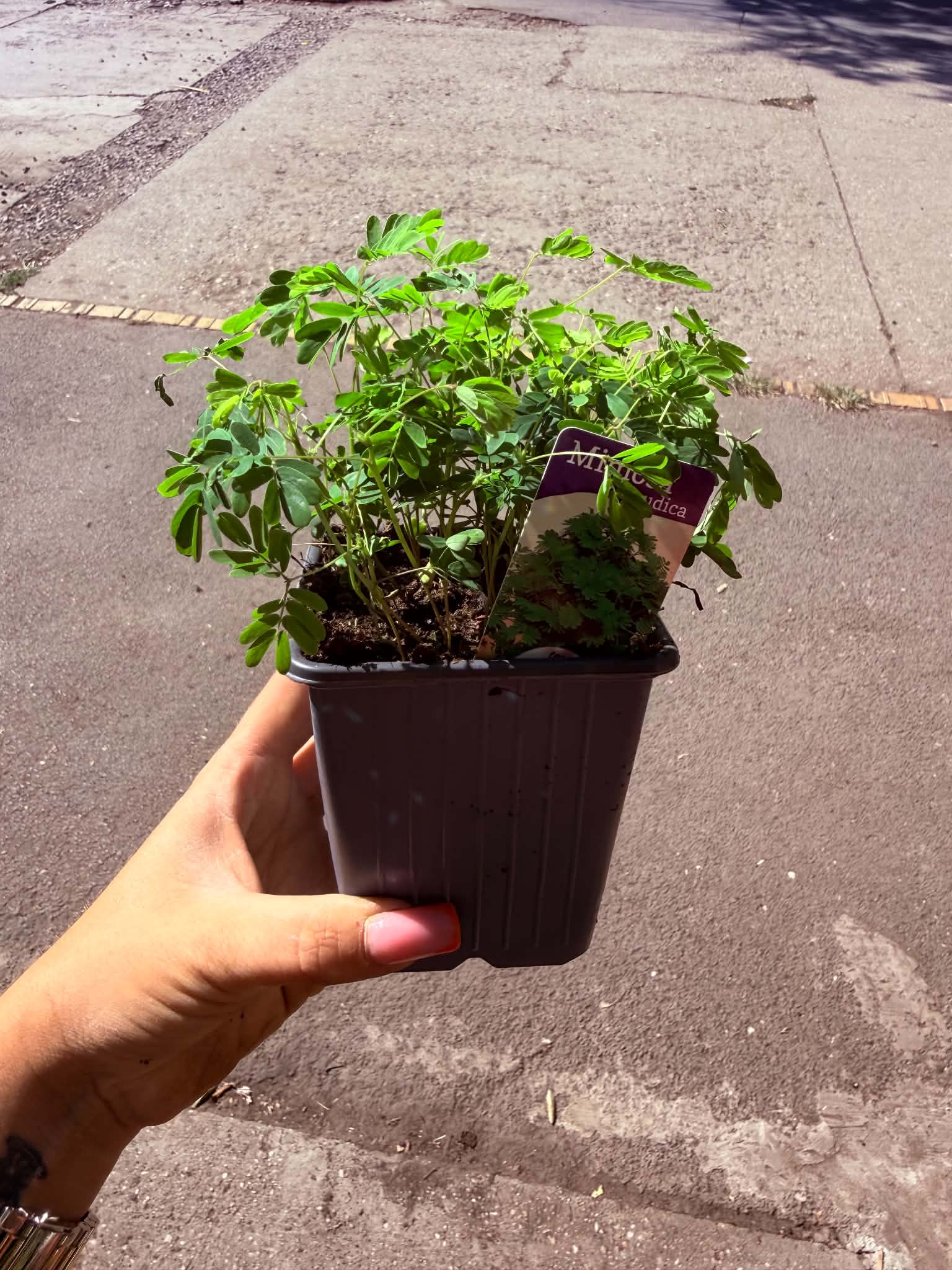 Érzékeny mimóza – Mimosa pudica cserepes növény