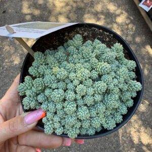 Mirigyes varjúháj – Sedum dasyphyllum ‘Silver Roses’ ezüstös kékeszöld párnával