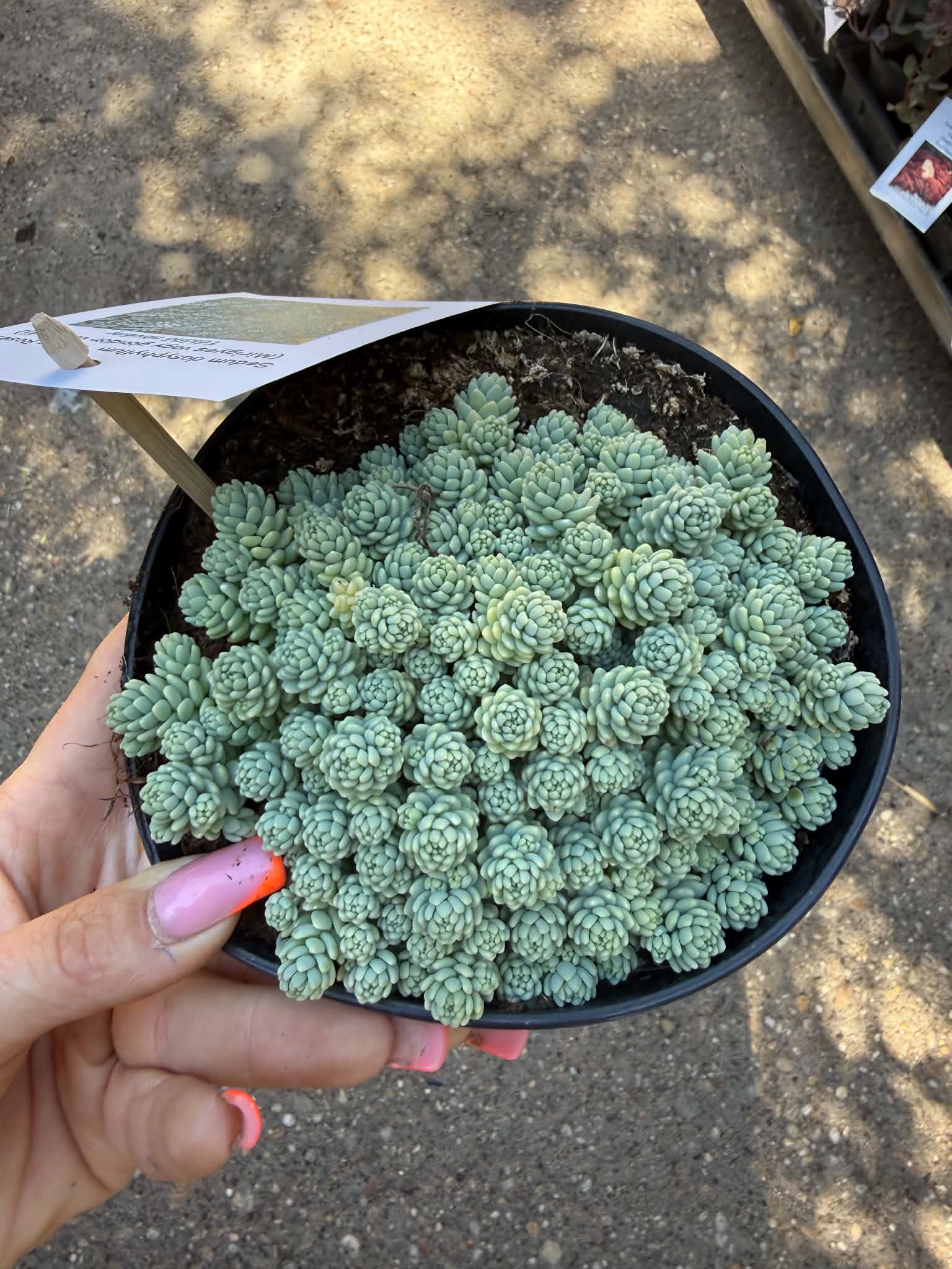 Mirigyes varjúháj – Sedum dasyphyllum ‘Silver Roses’ ezüstös kékeszöld párnával