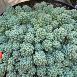 Sedum dasyphyllum ‘Silver Roses’ ezüstös rozettái közelről