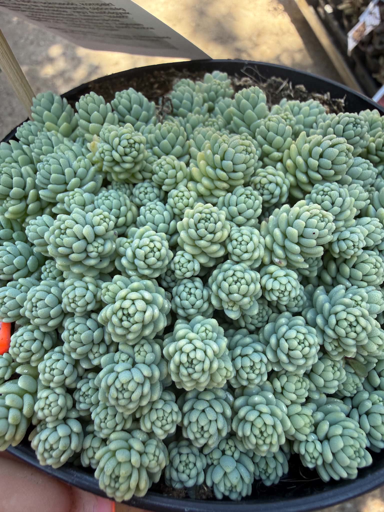 Sedum dasyphyllum ‘Silver Roses’ ezüstös rozettái közelről