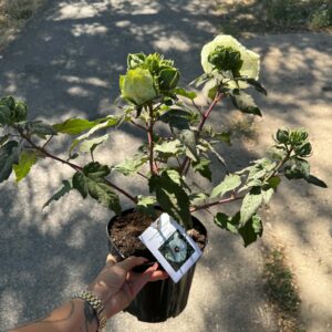 Mocsári hibiszkusz ‘French Vanilla’ cserepes növény bimbókkal