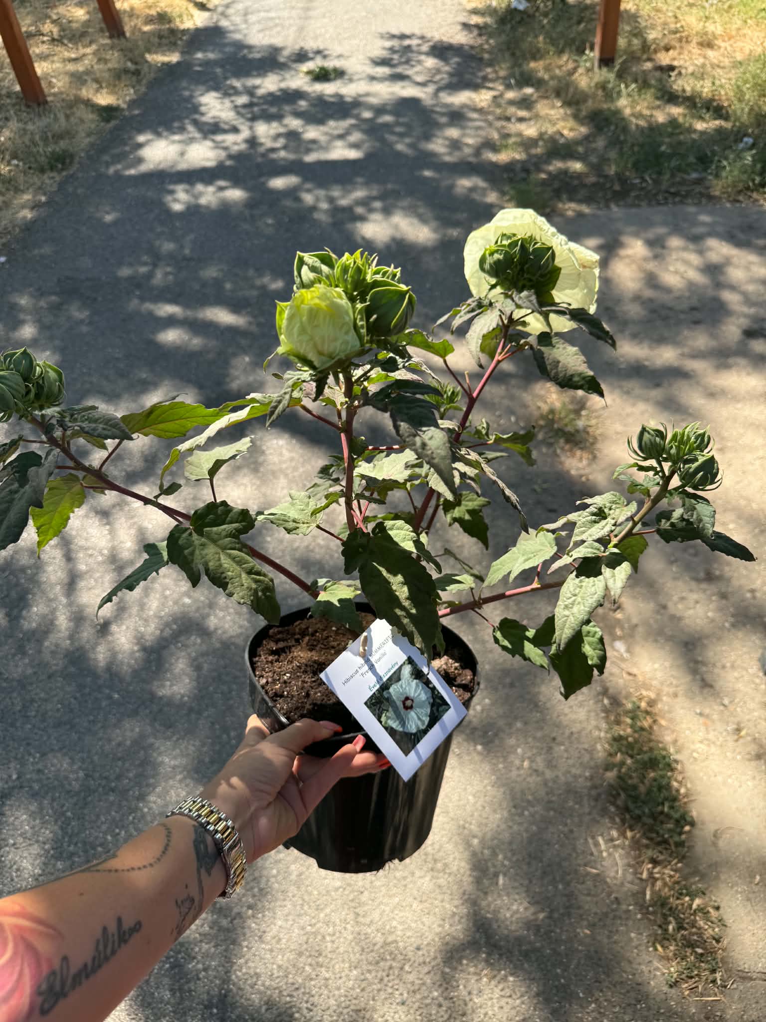 Mocsári hibiszkusz ‘French Vanilla’ cserepes növény bimbókkal