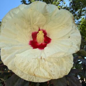 Mocsári hibiszkusz ‘French Vanilla’ krémfehér virága bordó középpel