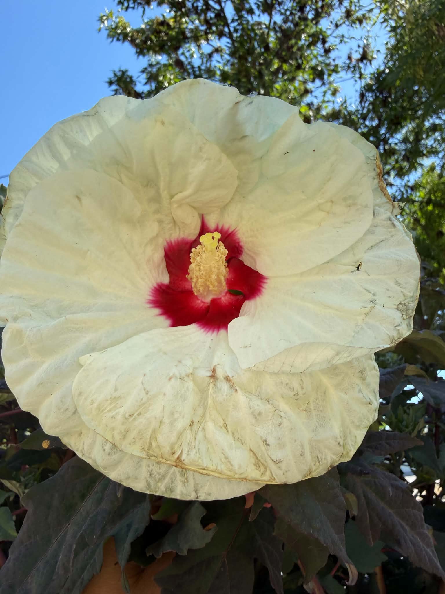 Mocsári hibiszkusz ‘French Vanilla’ krémfehér virága bordó középpel