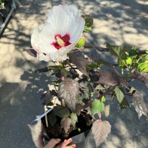 Mocsári hibiszkusz ‘Perfect Storm’ fehér-rózsaszín virággal és sötét lombbal