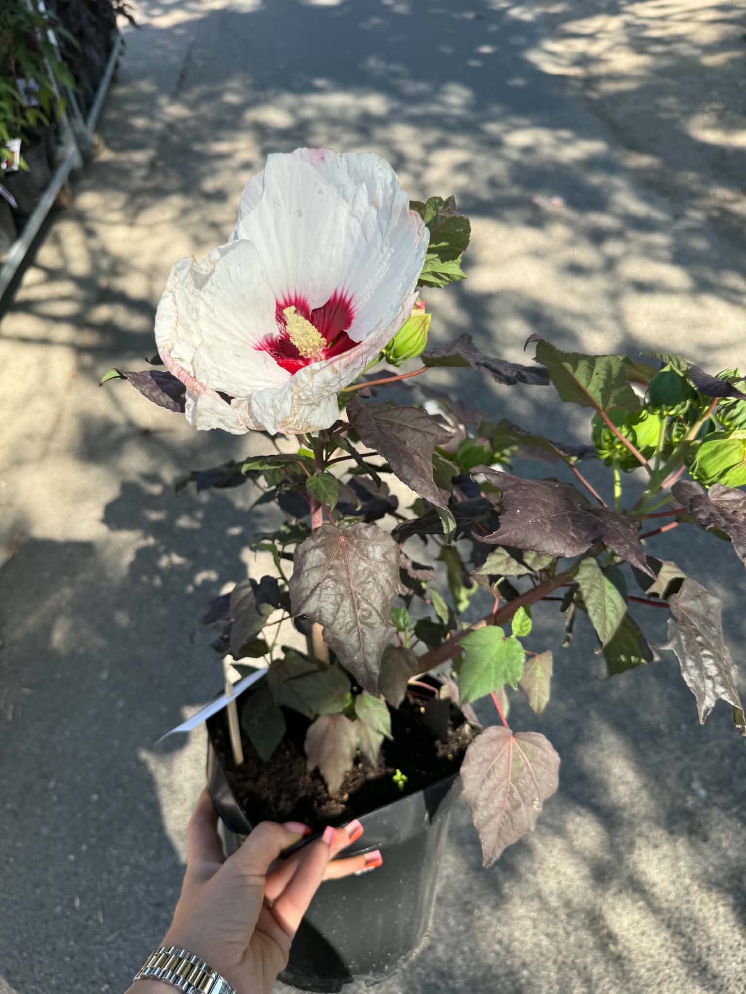 Mocsári hibiszkusz ‘Perfect Storm’ fehér-rózsaszín virággal és sötét lombbal