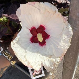 ‘Perfect Storm’ mocsári hibiszkusz hatalmas fehér virága piros középpel