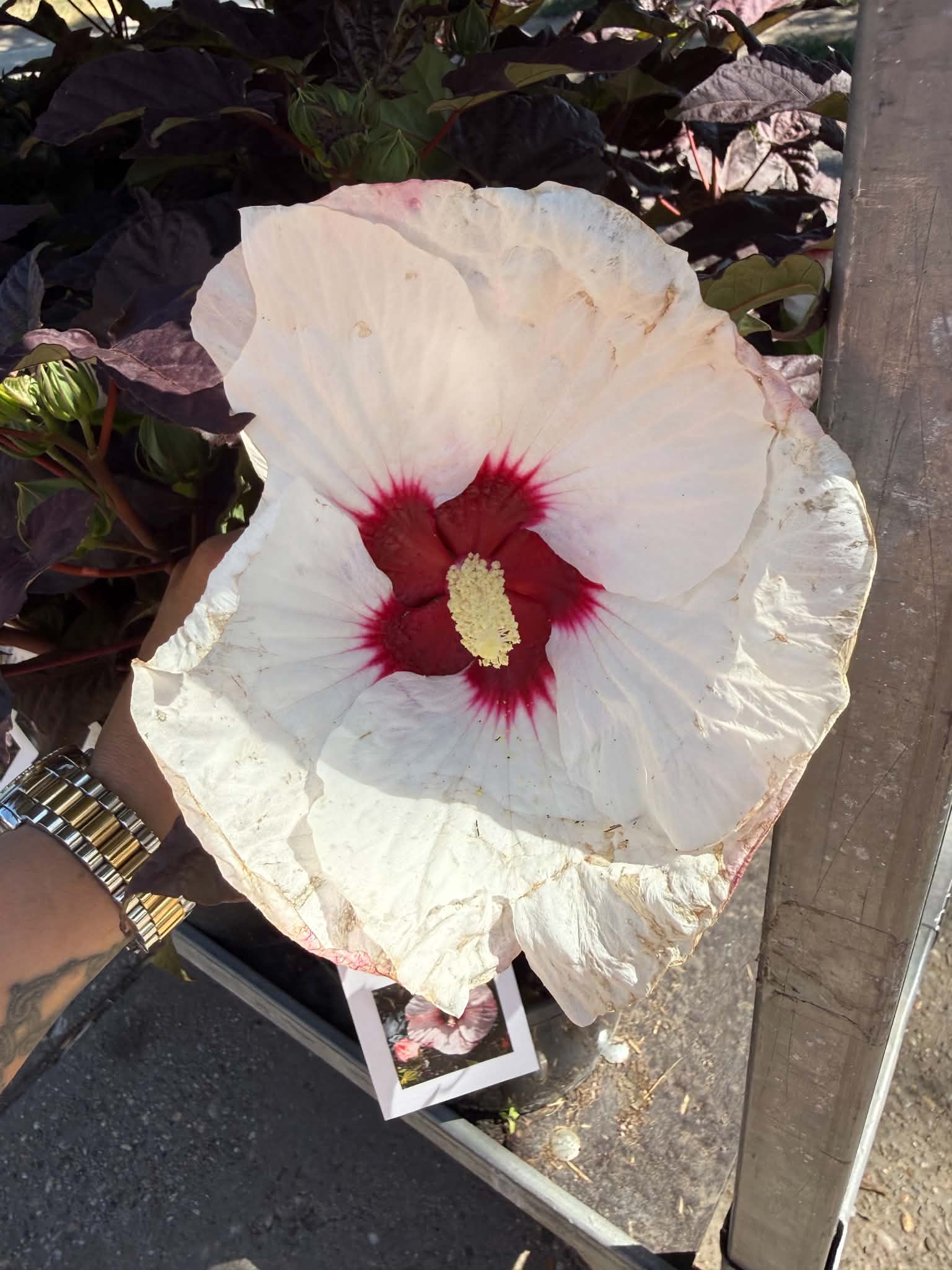 ‘Perfect Storm’ mocsári hibiszkusz hatalmas fehér virága piros középpel