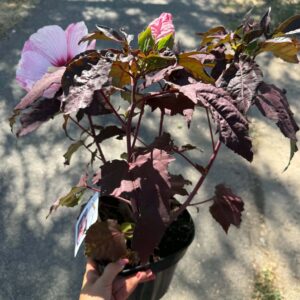 Mocsári hibiszkusz ‘Starry Night’ sötétbordó lombbal és rózsaszín virággal