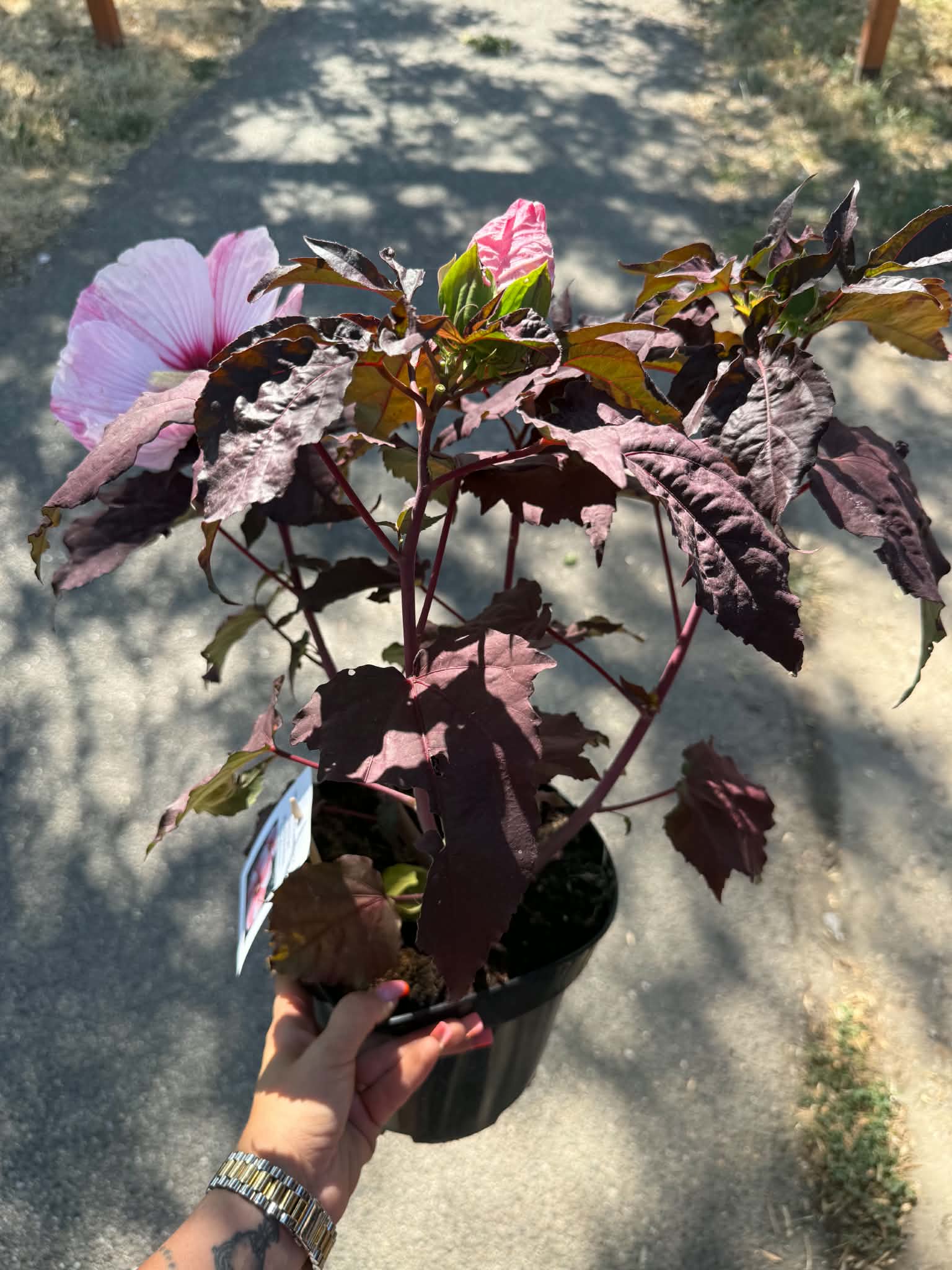 Mocsári hibiszkusz ‘Starry Night’ sötétbordó lombbal és rózsaszín virággal