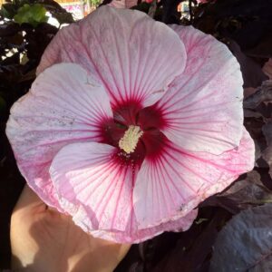 ‘Starry Night’ mocsári hibiszkusz óriási halvány rózsaszín virága