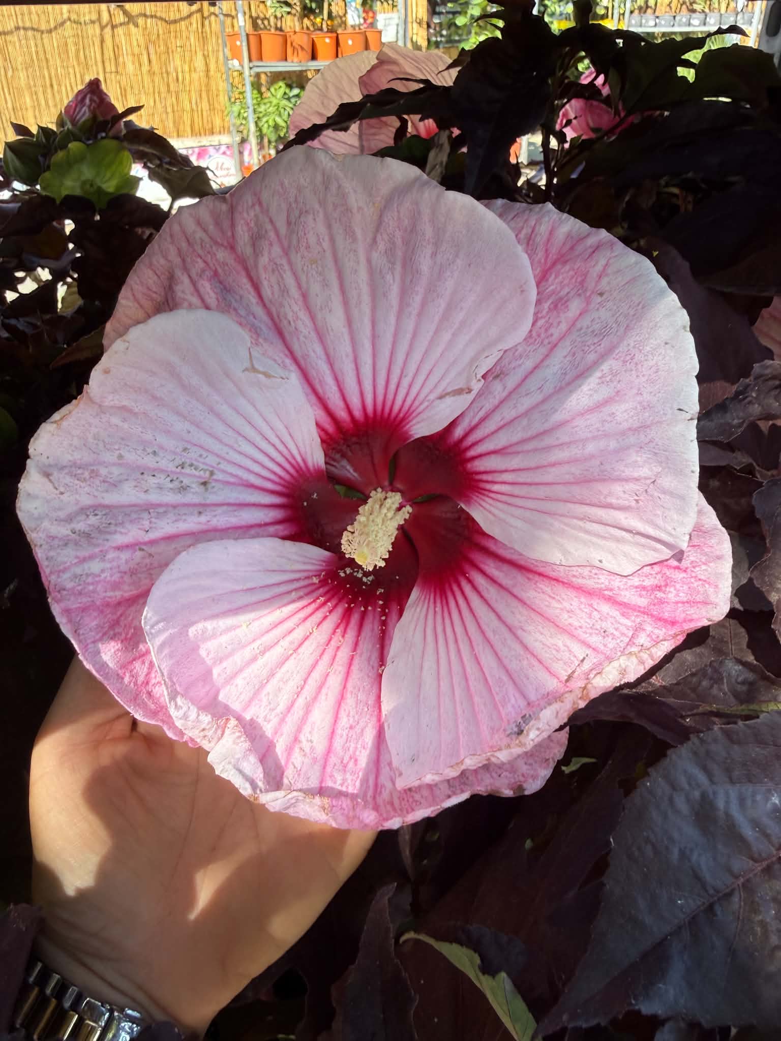 ‘Starry Night’ mocsári hibiszkusz óriási halvány rózsaszín virága