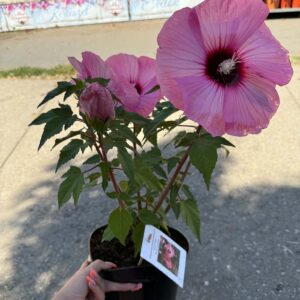 Mocsári hibiszkusz ‘Candy Crush’ cserepes növény rózsaszín virágokkal