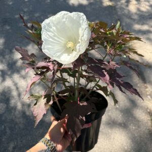 Mocsári hibiszkusz ‘Cookies and Cream’ fehér virággal és sötét lombbal