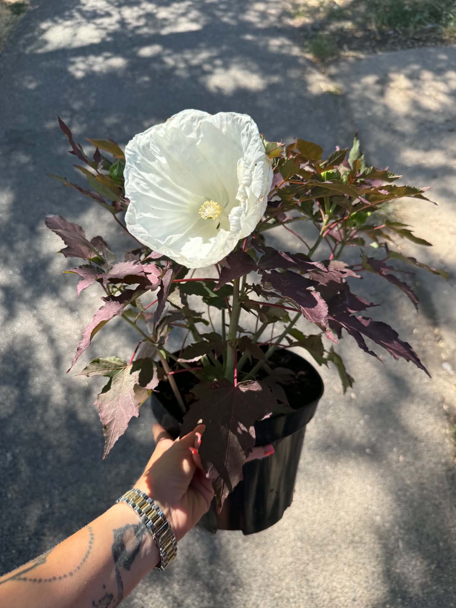 Mocsári hibiszkusz ‘Cookies and Cream’ fehér virággal és sötét lombbal