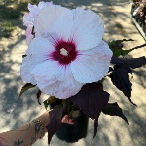 Mocsári hibiszkusz ‘Dark Mystery’ halvány rózsaszín virággal és sötét lombbal