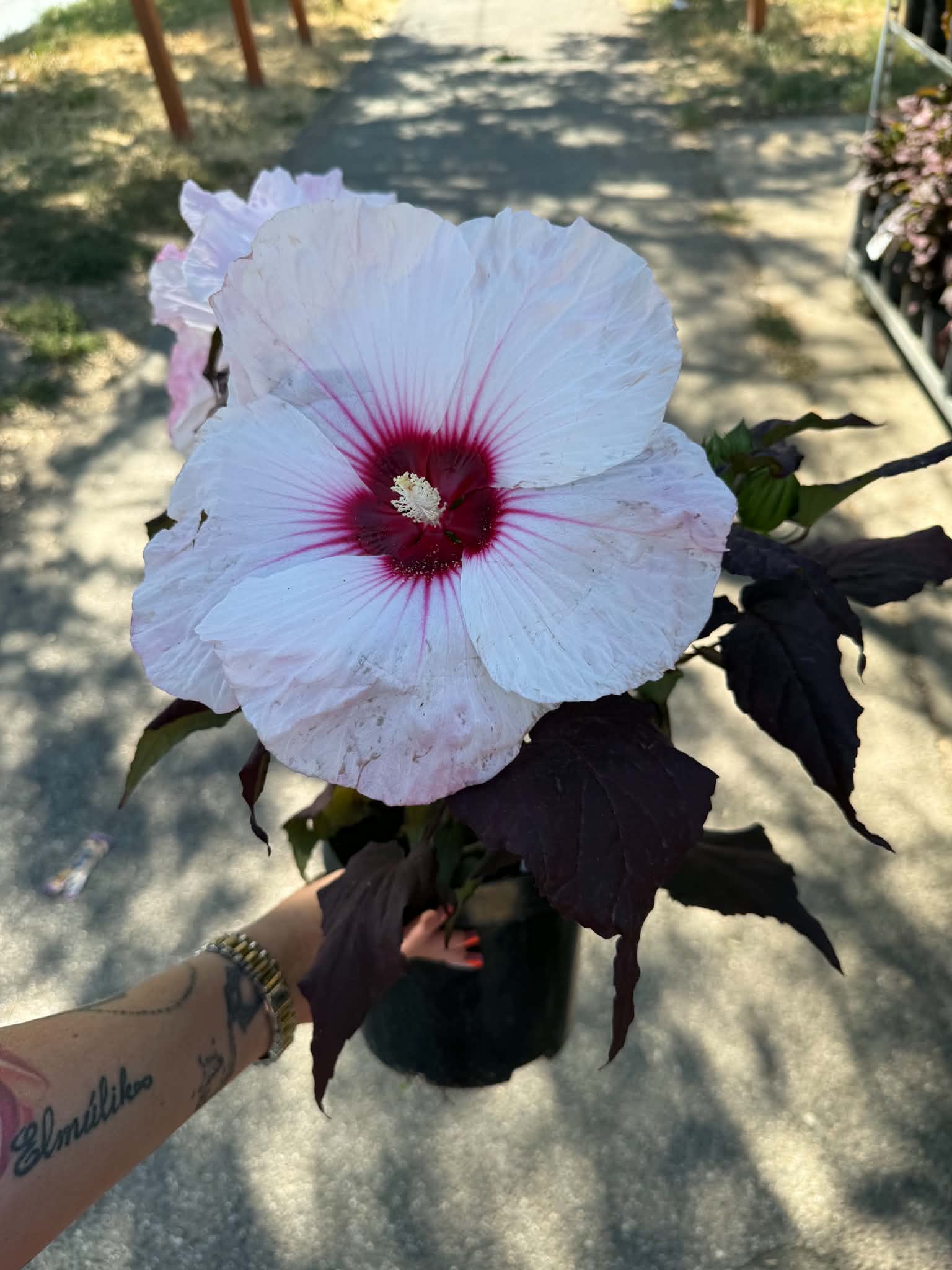 Mocsári hibiszkusz ‘Dark Mystery’ halvány rózsaszín virággal és sötét lombbal