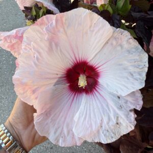 ‘Dark Mystery’ mocsári hibiszkusz óriási halvány rózsaszín virága bordó középpel