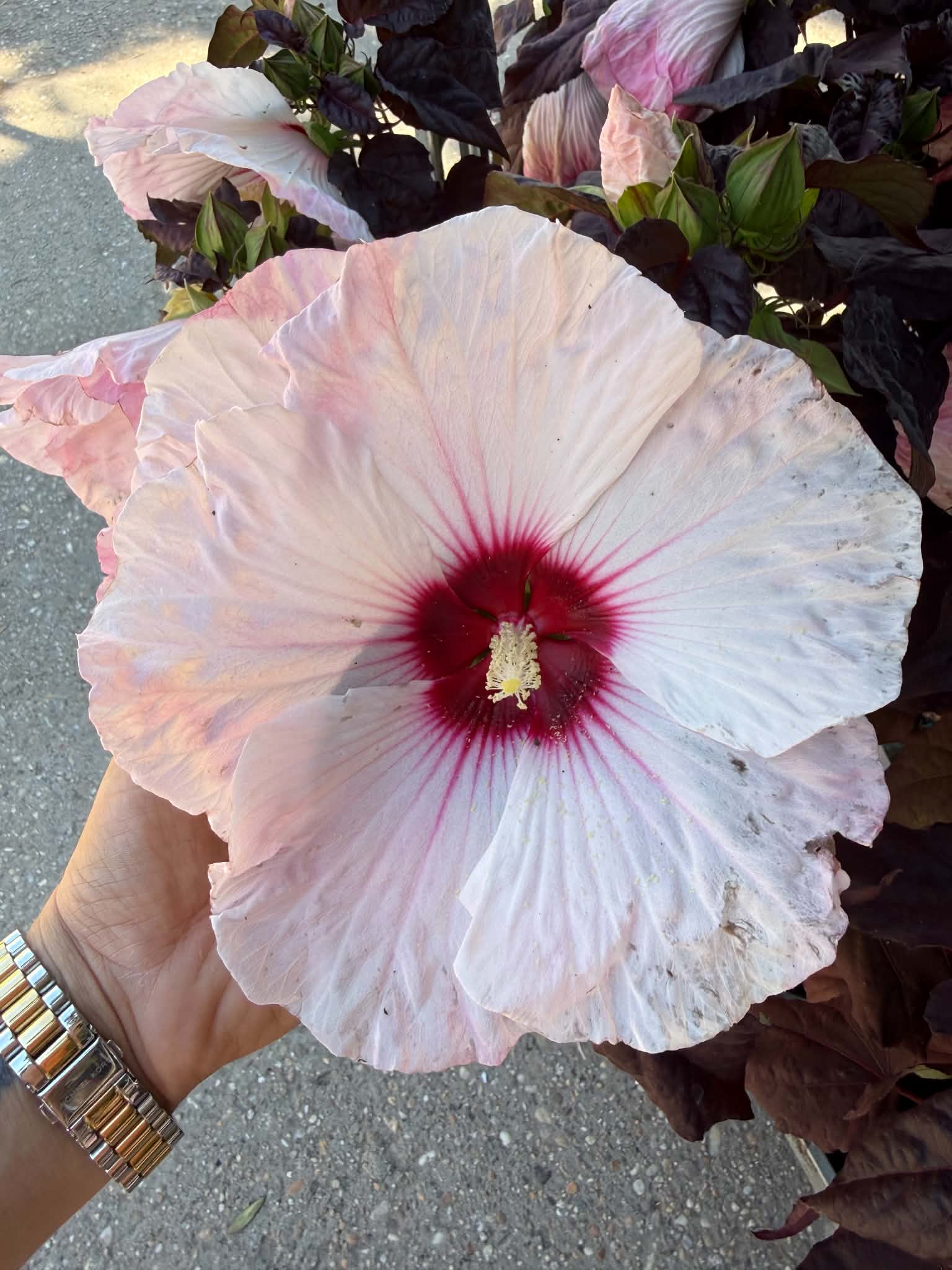 ‘Dark Mystery’ mocsári hibiszkusz óriási halvány rózsaszín virága bordó középpel
