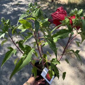 Mocsári hibiszkusz ‘My Valentine’ hatalmas mélypiros virággal