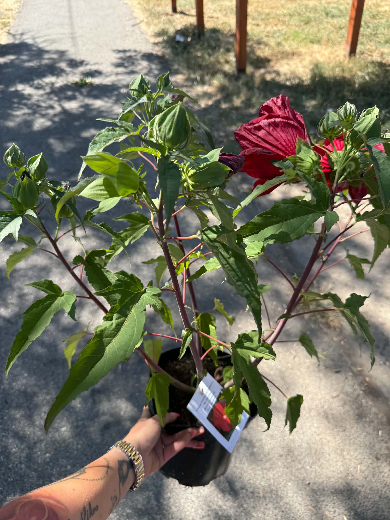Mocsári hibiszkusz ‘My Valentine’ hatalmas mélypiros virággal
