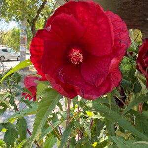 Mocsári hibiszkusz ‘My Valentine’ cserepes növény piros virággal és bimbókkal
