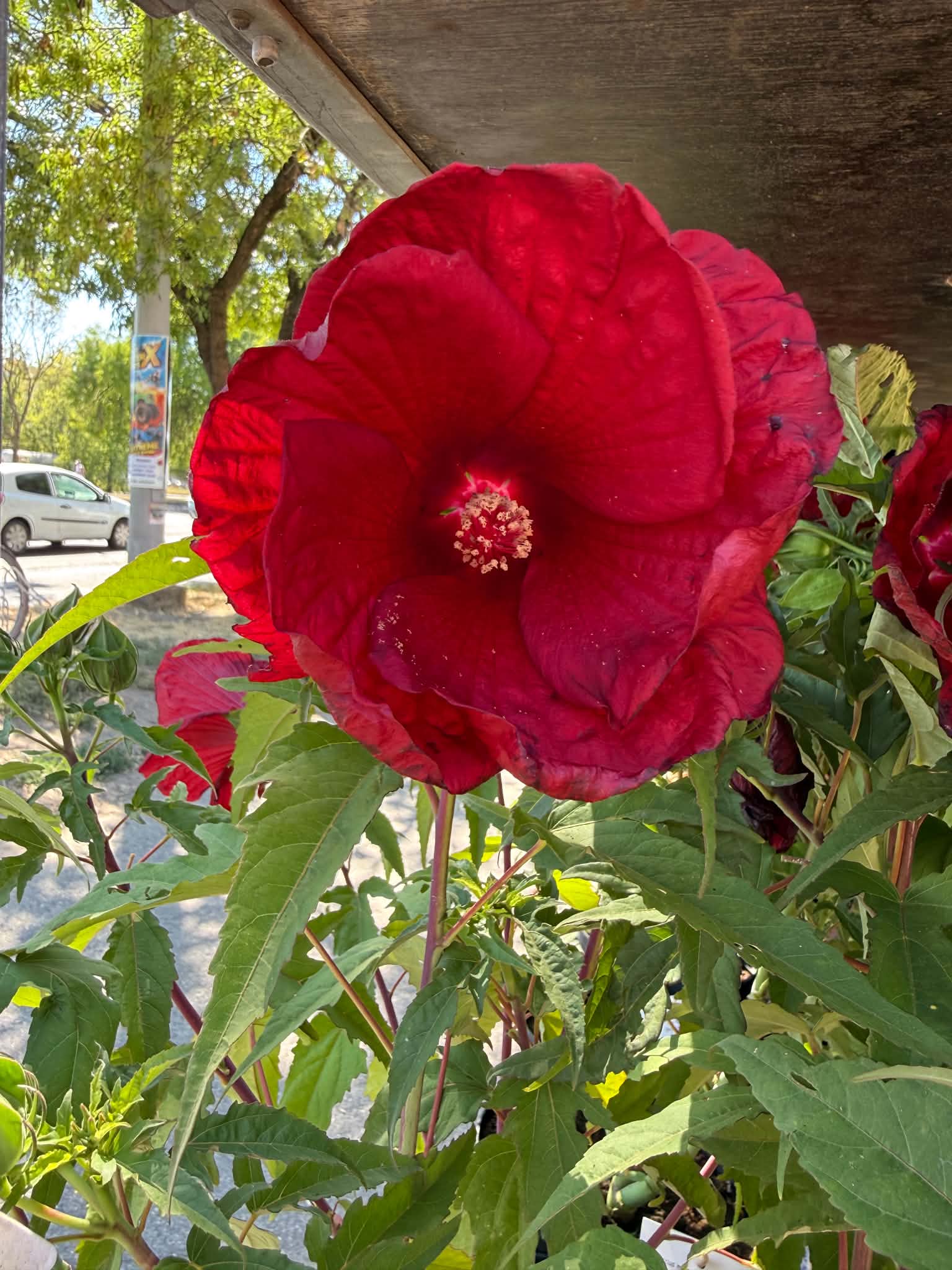 Mocsári hibiszkusz ‘My Valentine’ cserepes növény piros virággal és bimbókkal