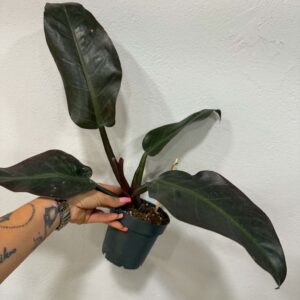 Fekete filodendron ‘Black Cardinal’ – Philodendron ‘Black Cardinal’ sötét levelekkel