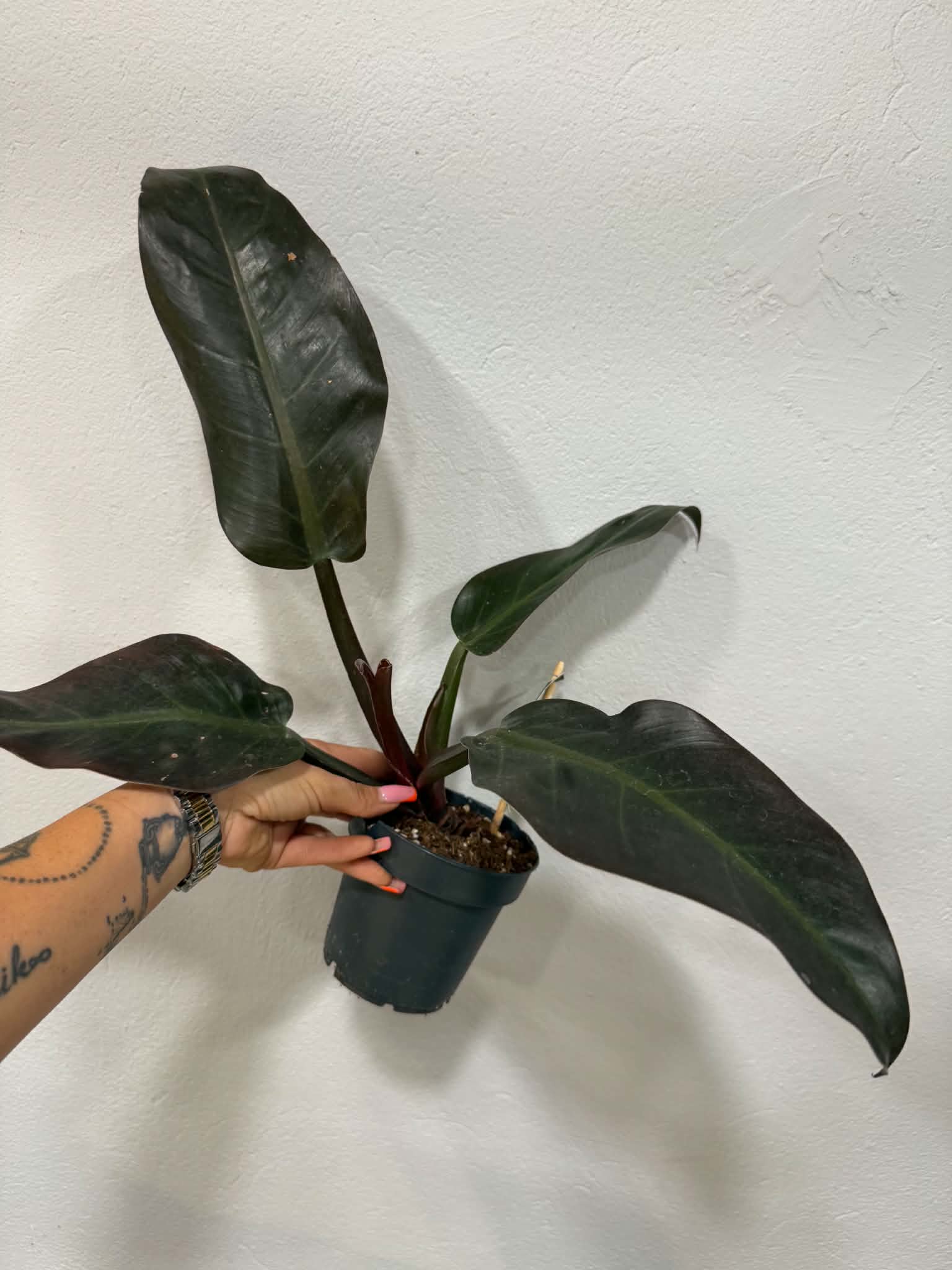 Fekete filodendron ‘Black Cardinal’ – Philodendron ‘Black Cardinal’ sötét levelekkel