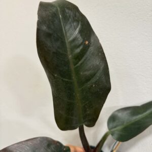 Fekete filodendron ‘Black Cardinal’ sötét, fényes levelének közeli képe