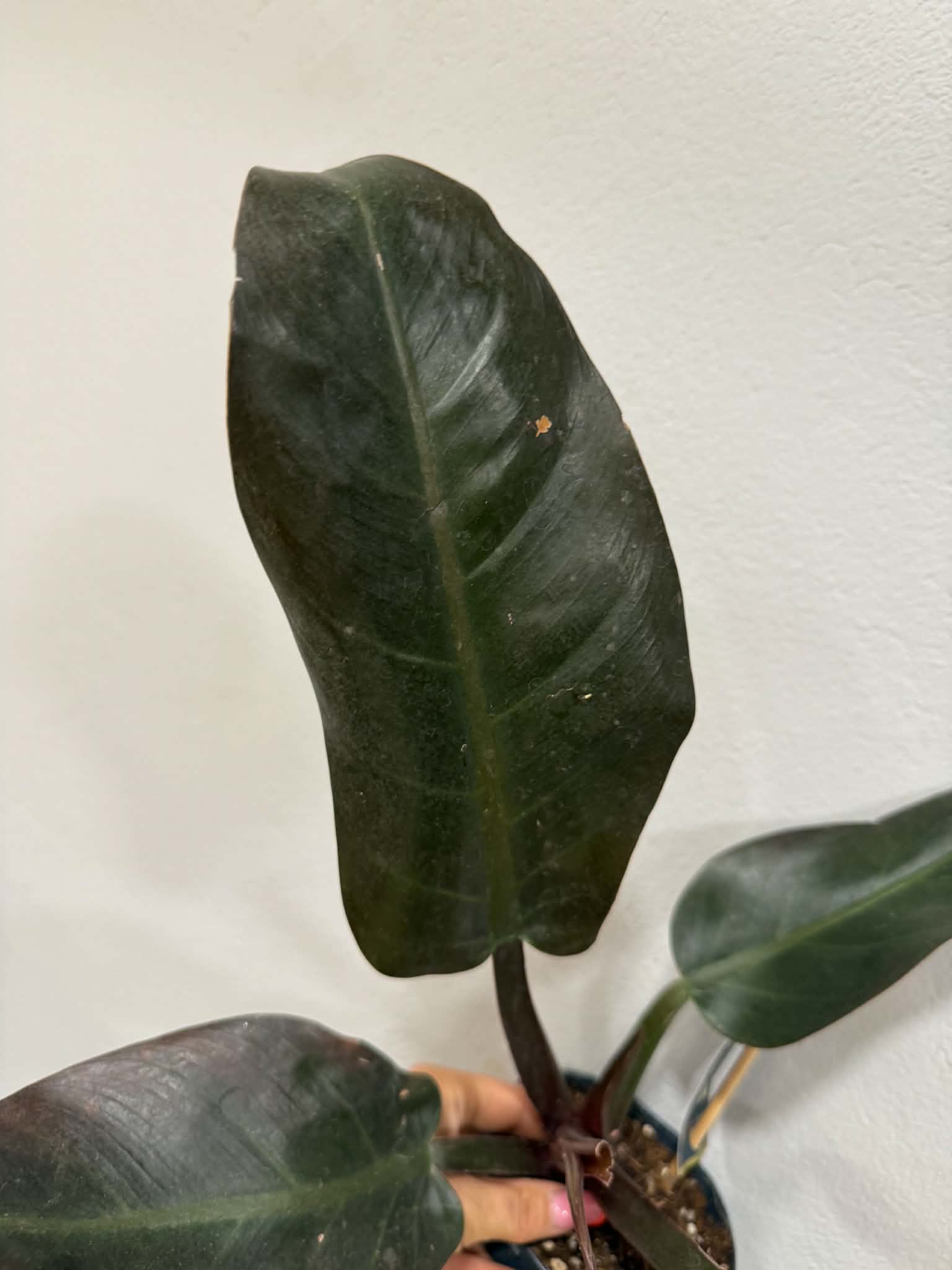 Fekete filodendron ‘Black Cardinal’ sötét, fényes levelének közeli képe
