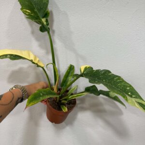 Tarka filodendron ‘Ring of Fire’ – Philodendron ‘Ring of Fire’ változatos mintázatú levelekkel